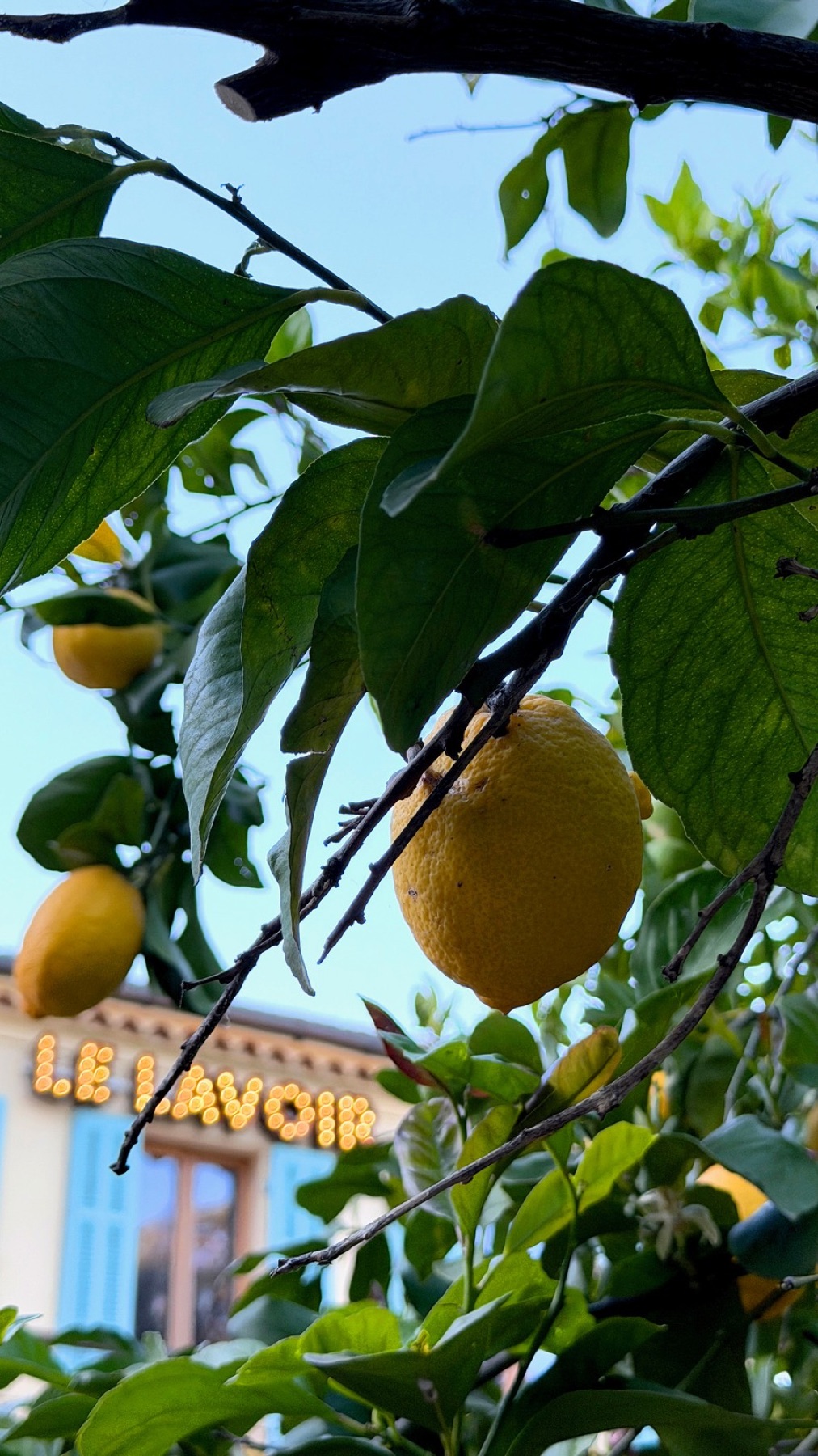 Citronnier et enseigne néon du Lavoir